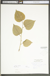 Smilax tamnoides