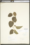 Smilax tamnoides