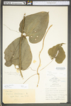 Smilax tamnoides