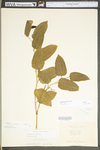 Smilax tamnoides