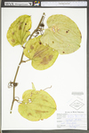 Smilax tamnoides