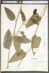 Smilax tamnoides