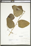 Smilax tamnoides