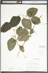 Smilax tamnoides