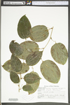 Smilax tamnoides