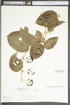 Smilax tamnoides