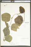 Smilax tamnoides