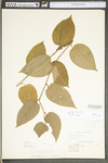 Smilax tamnoides