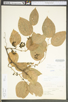 Smilax tamnoides