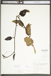 Smilax tamnoides