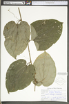 Smilax tamnoides