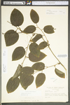 Smilax tamnoides