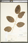 Smilax tamnoides