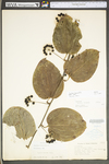 Smilax tamnoides