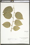 Smilax tamnoides