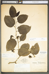 Smilax tamnoides