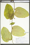 Smilax tamnoides