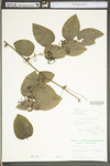 Smilax tamnoides