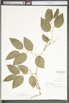 Smilax tamnoides