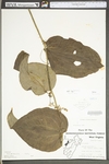 Smilax tamnoides