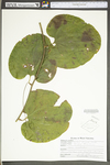 Smilax tamnoides