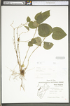 Smilax tamnoides