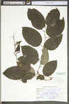 Smilax tamnoides