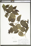 Smilax tamnoides