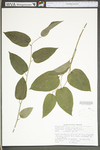 Smilax tamnoides