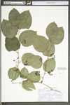 Smilax tamnoides