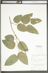 Smilax tamnoides