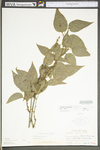 Smilax tamnoides