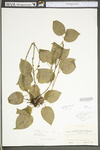 Smilax tamnoides