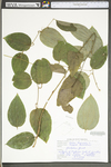 Smilax tamnoides