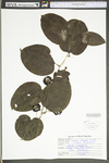 Smilax tamnoides