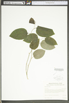 Smilax tamnoides