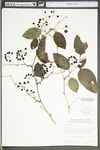 Smilax tamnoides