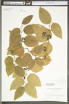 Smilax tamnoides