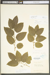 Smilax tamnoides