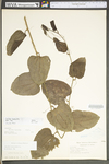 Smilax tamnoides