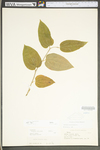 Smilax tamnoides