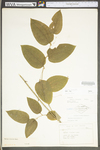 Smilax tamnoides