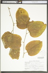 Smilax tamnoides