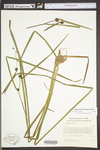 Sparganium chlorocarpum