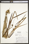 Sparganium americanum