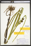 Sparganium americanum