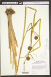 Sparganium eurycarpum