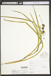 Sparganium americanum