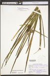 Sparganium emersum