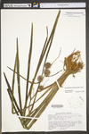 Sparganium americanum